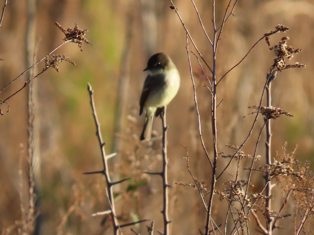 Eastern Phoebe - ML130526731