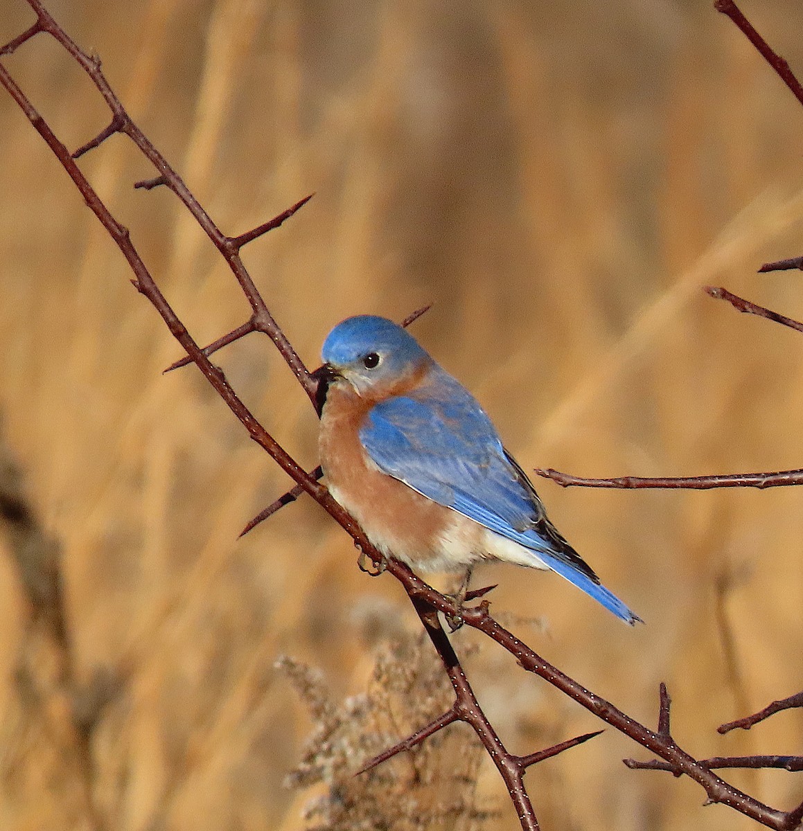 Eastern Bluebird - ML130526901