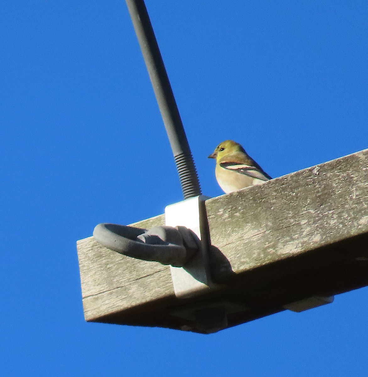 American Goldfinch - ML130527221
