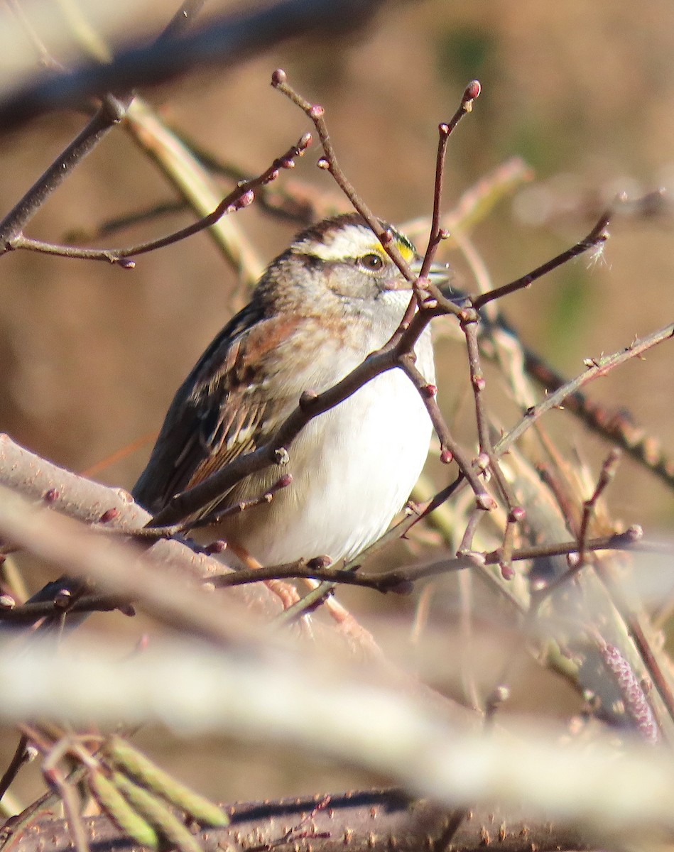 White-throated Sparrow - ML130527481