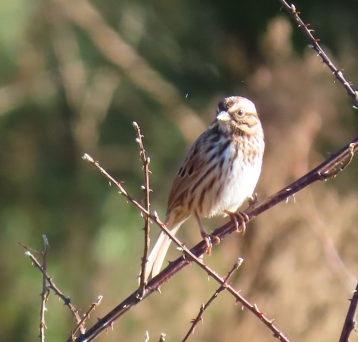 Song Sparrow - ML130527541