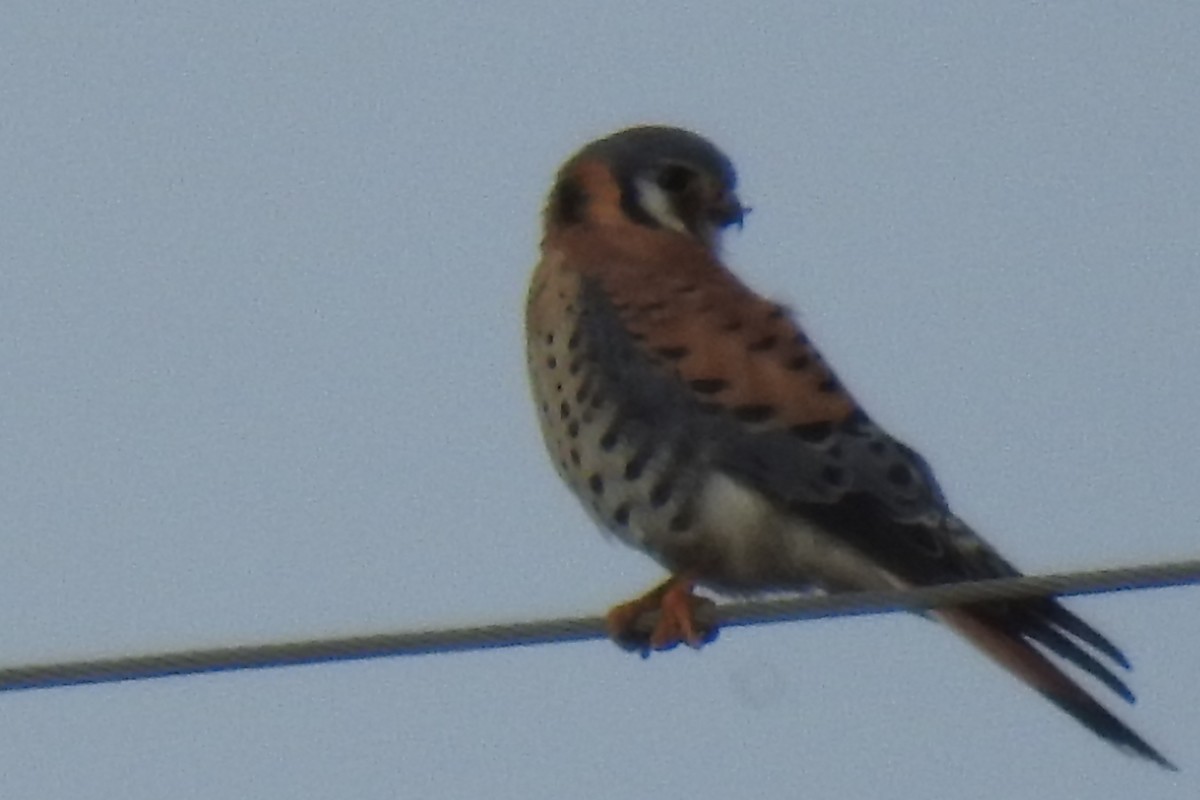 American Kestrel - ML130534461