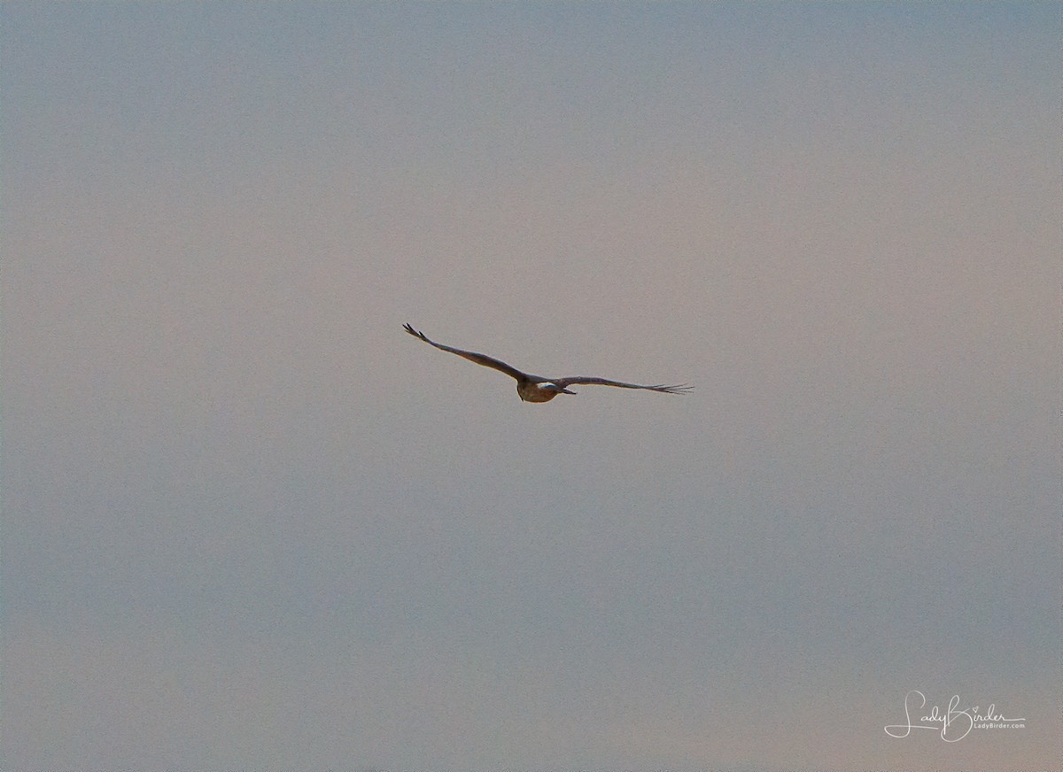 Northern Harrier - ML130535551