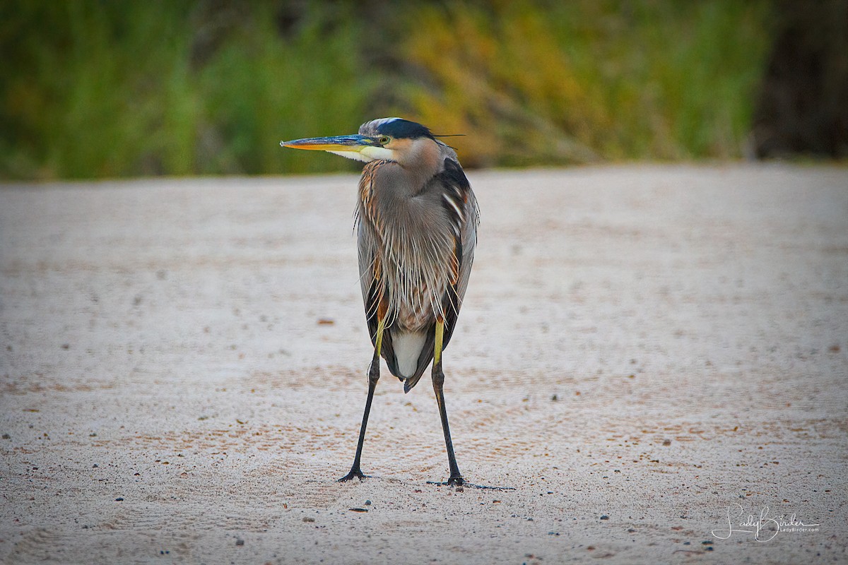 Great Blue Heron - ML130535601
