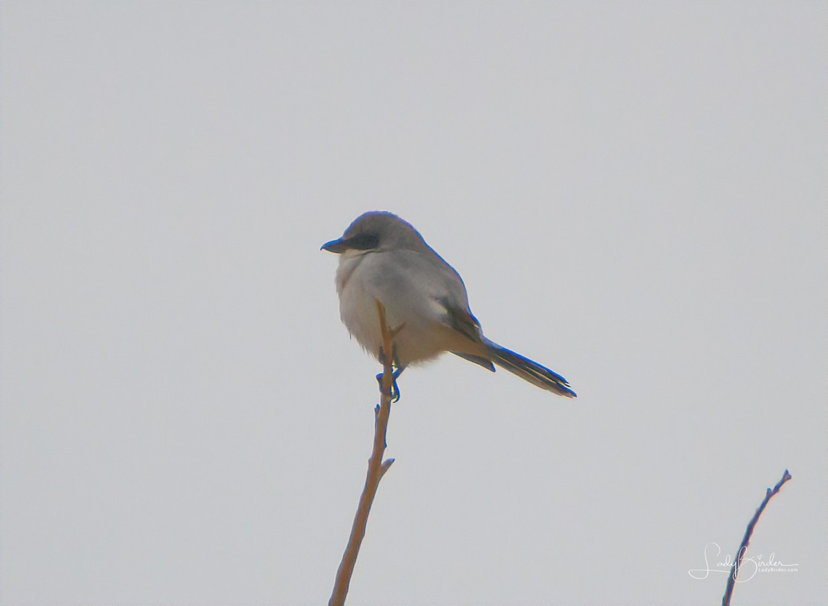 Loggerhead Shrike - ML130535621