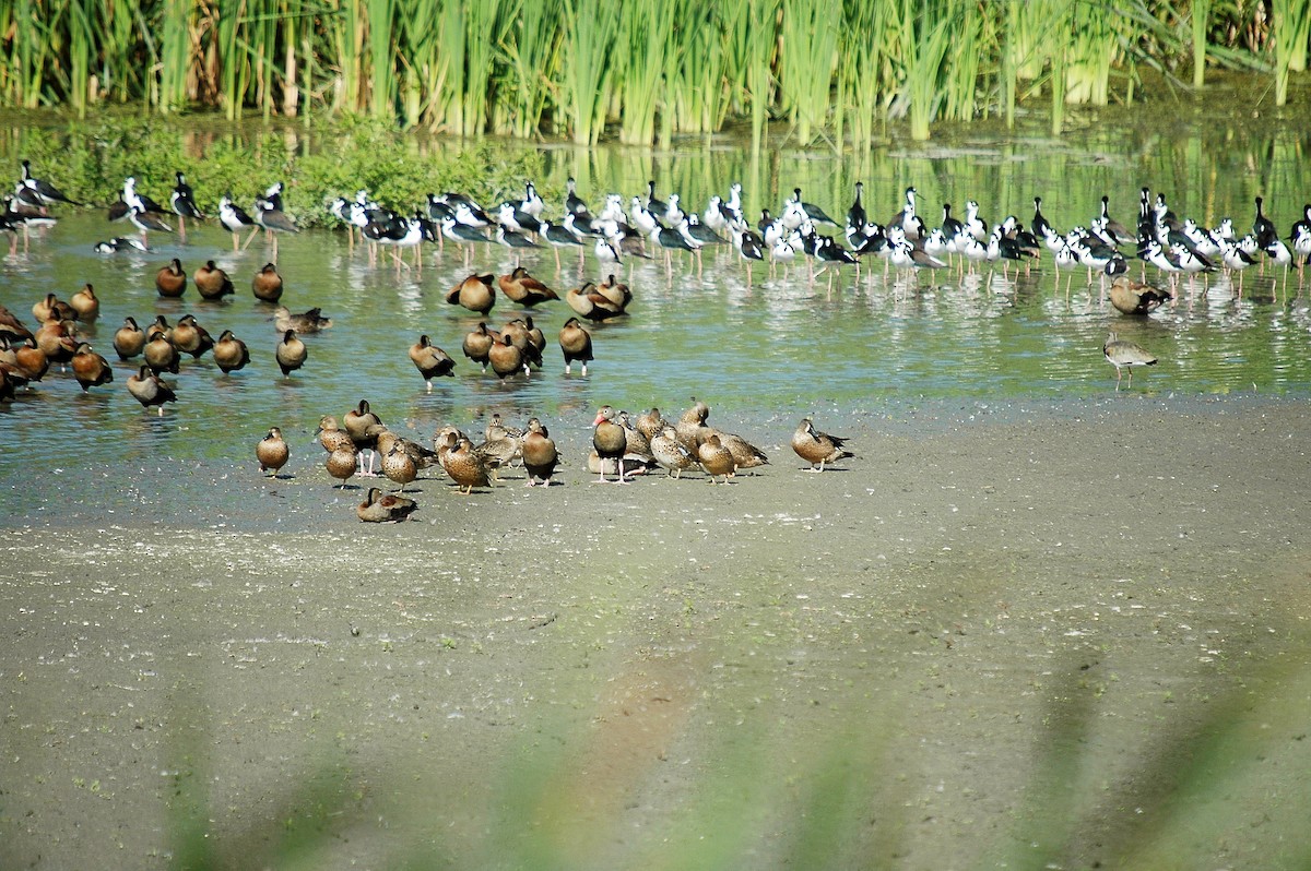 Blue-winged Teal - ML130535711