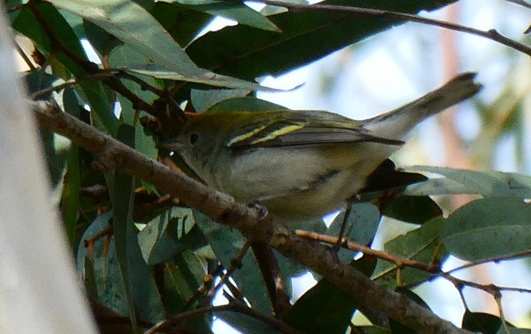 Chestnut-sided Warbler - ML130536011