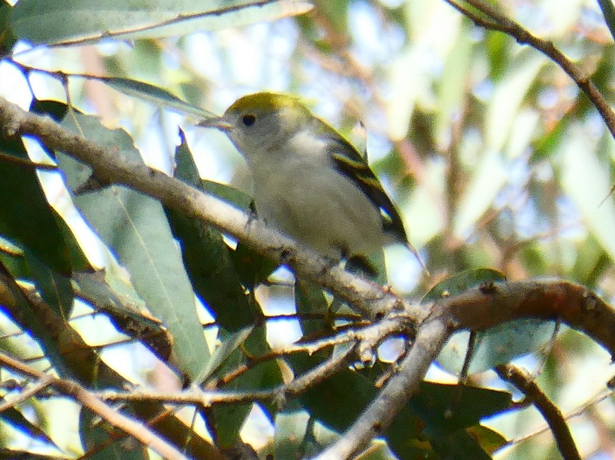 Chestnut-sided Warbler - ML130536051