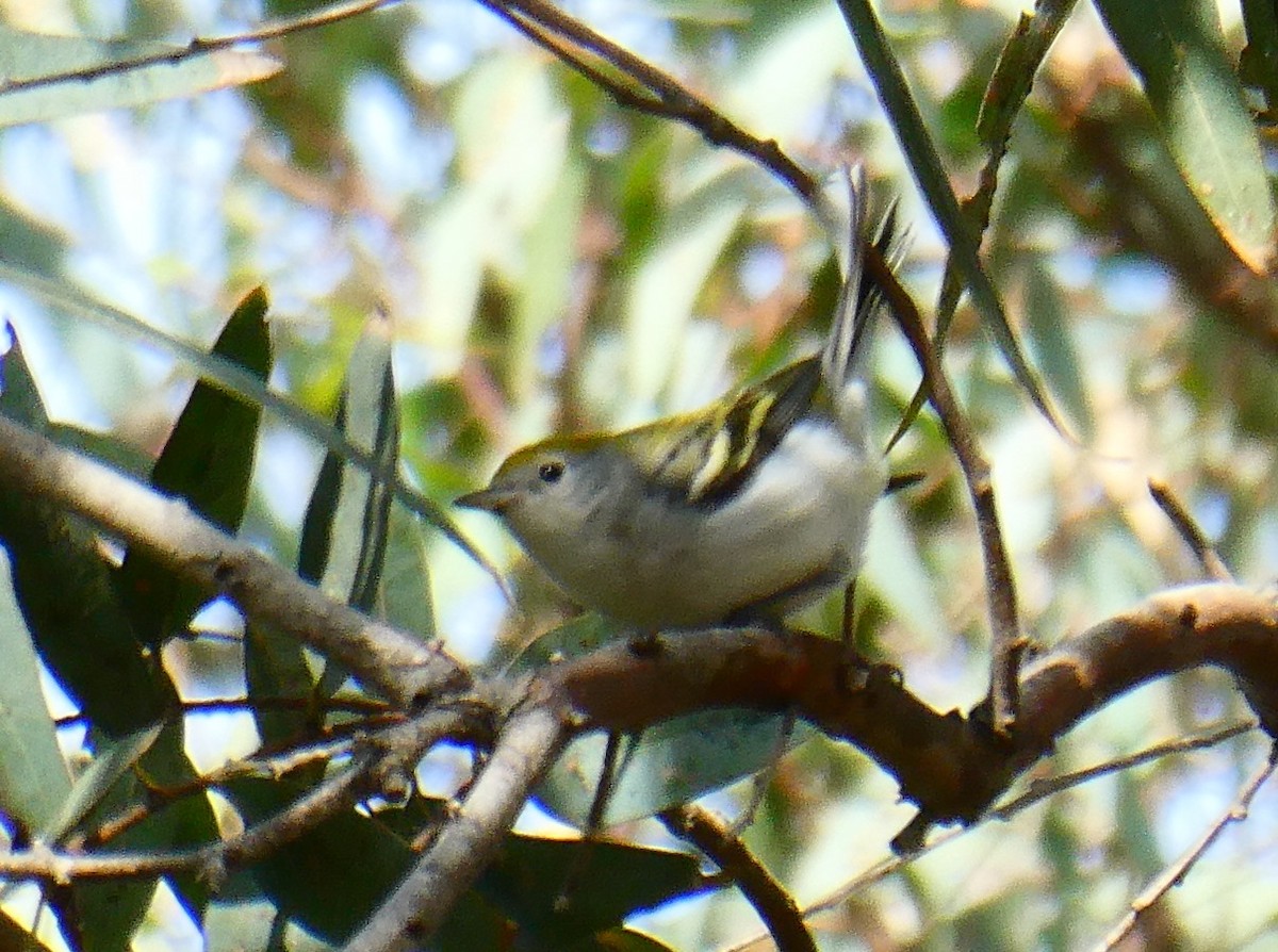 Chestnut-sided Warbler - ML130536081