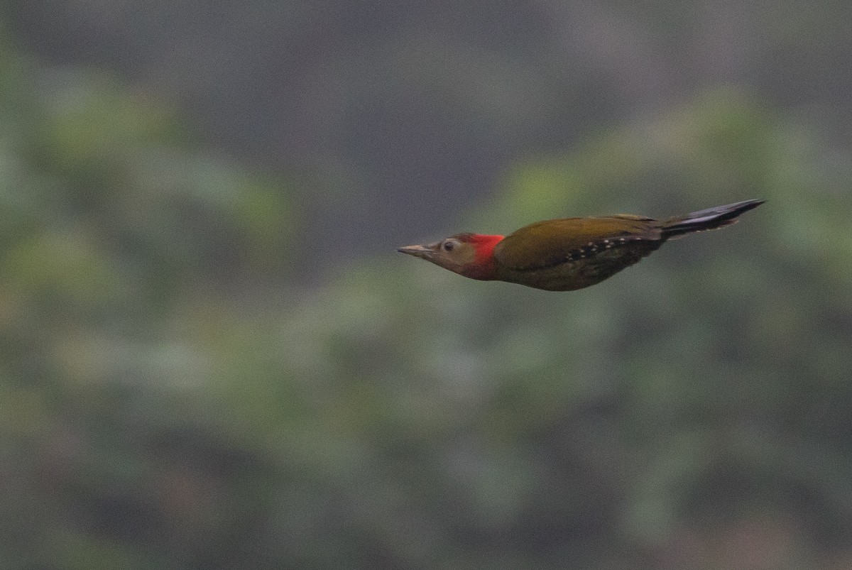 Red-collared Woodpecker - ML130537391
