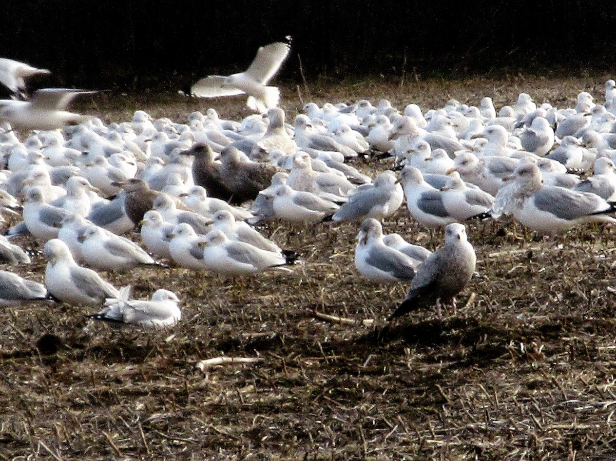 Ring-billed Gull - ML130540831