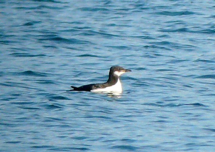 Thick-billed Murre - ML130541901
