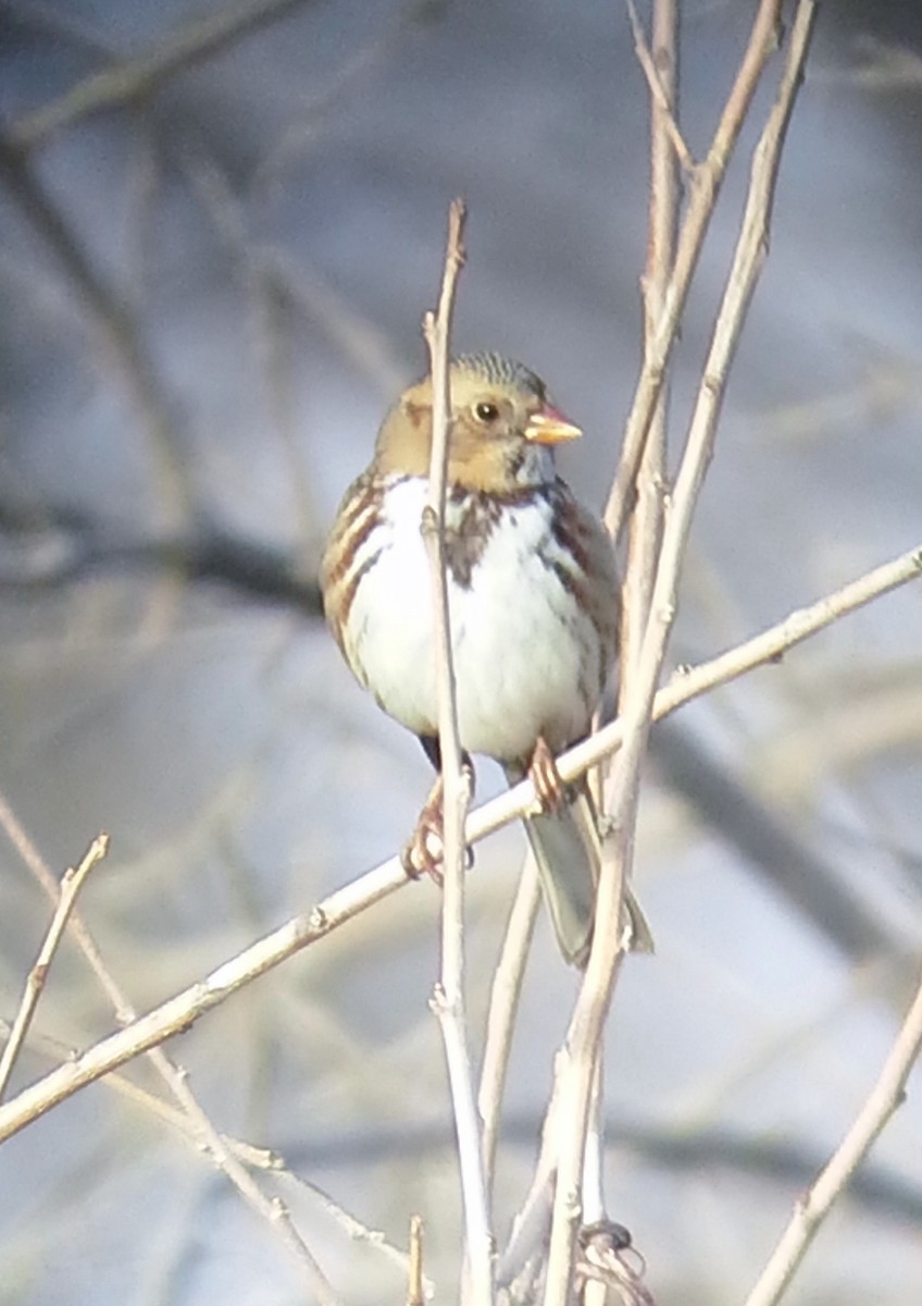 Harris's Sparrow - ML130542321