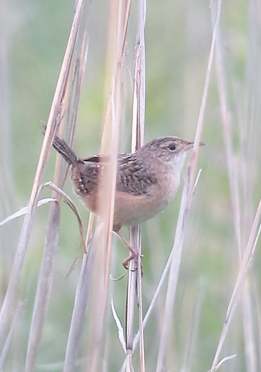 Sedge Wren - ML130542501