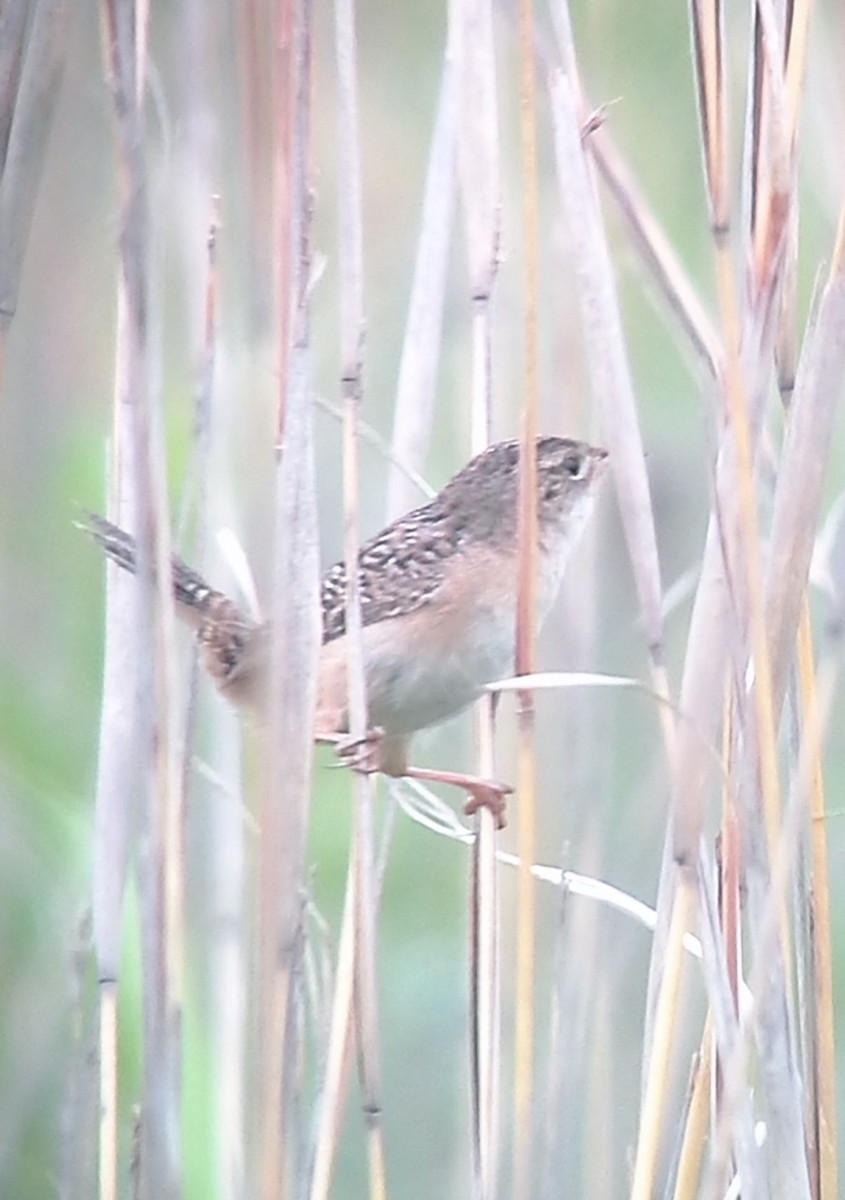 Sedge Wren - ML130542541