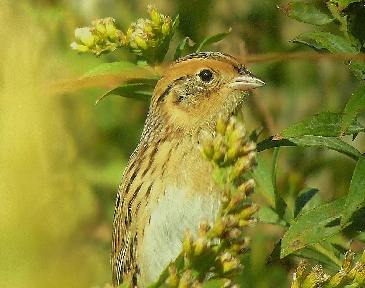 LeConte's Sparrow - ML130543021