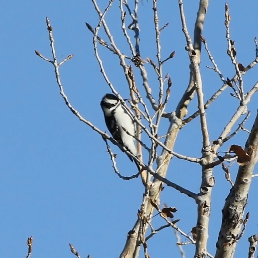 Downy Woodpecker (Eastern) - ML130544341
