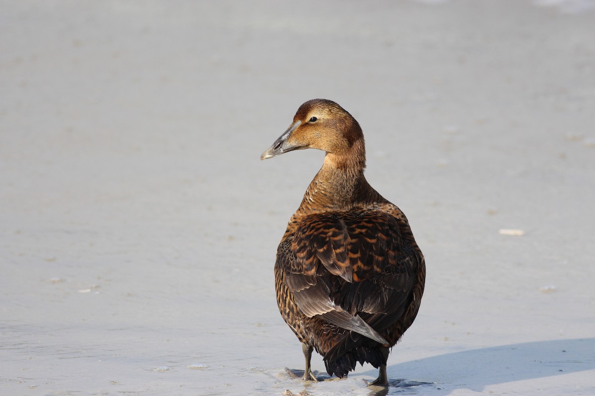 Common Eider - Jamie Adams