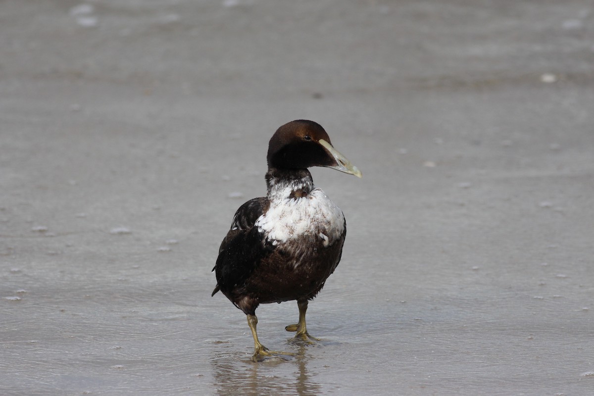 Common Eider - Jamie Adams