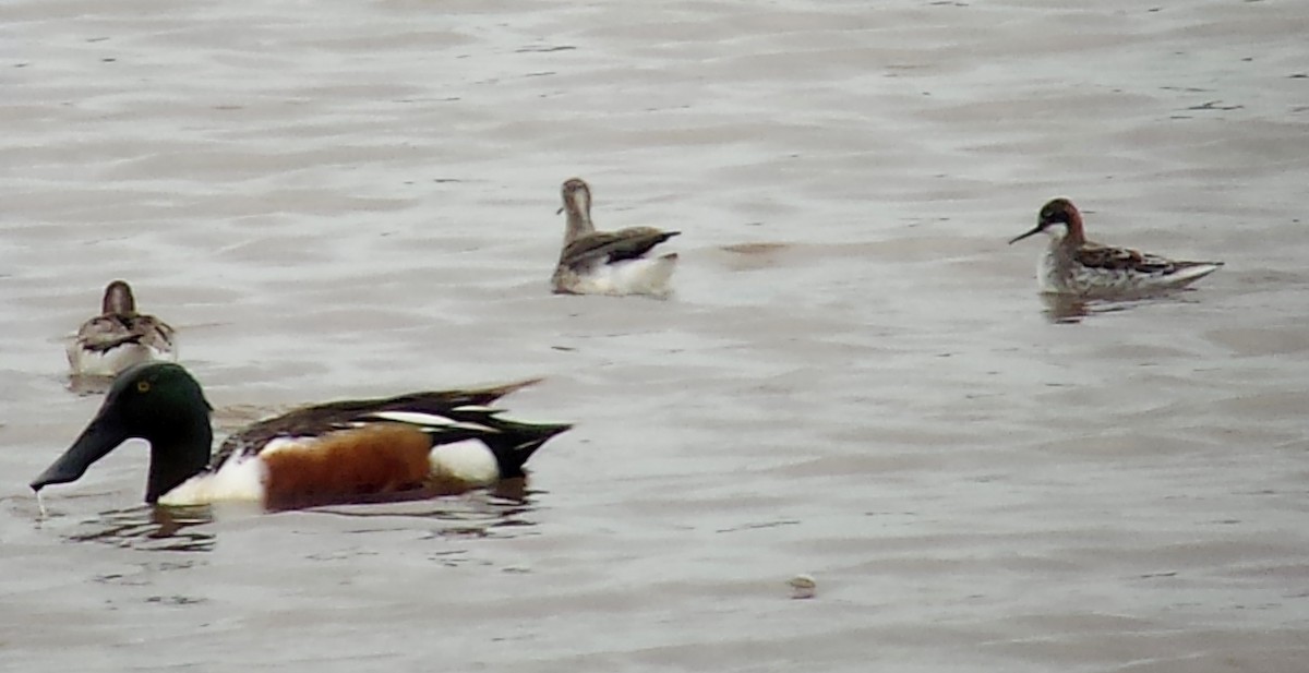 Red-necked Phalarope - ML130546101