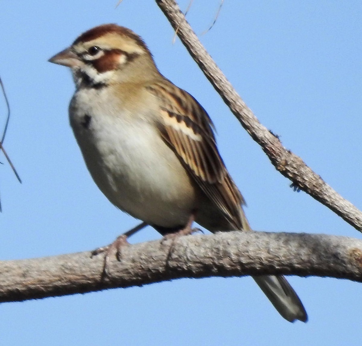 Lark Sparrow - ML130548841