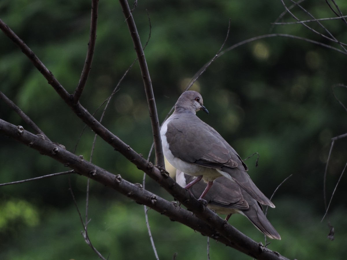 White-tipped Dove (decolor) - ML130550011