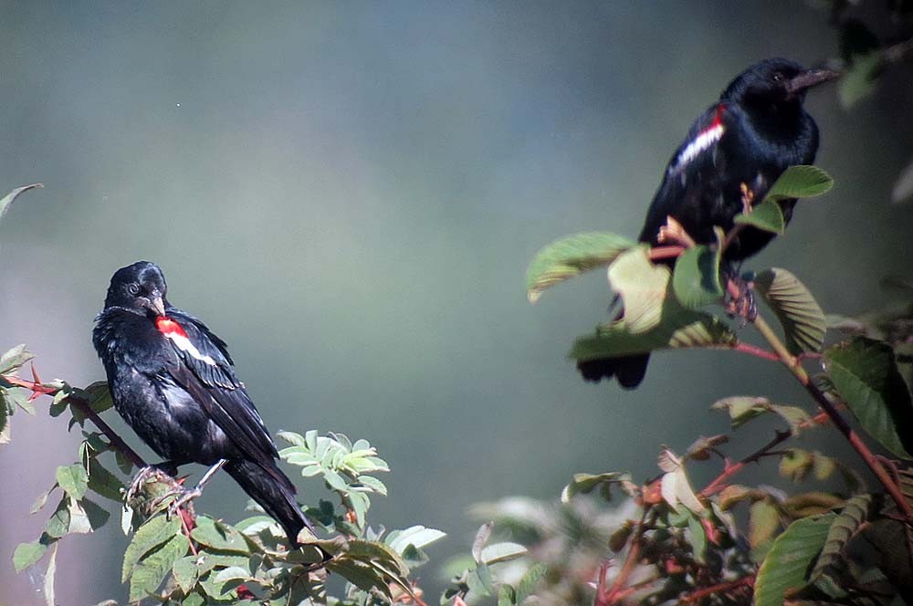 Tricolored Blackbird - Rich Hoyer