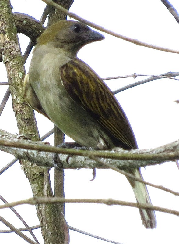 Lesser Honeyguide (Thick-billed) - ML130550861