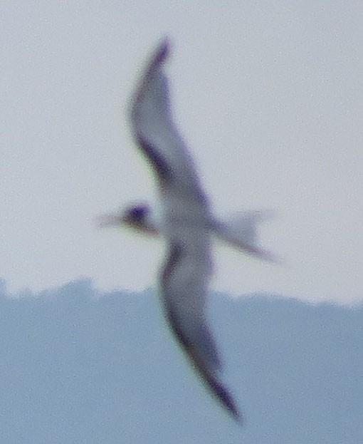 Common Tern - ML130550981