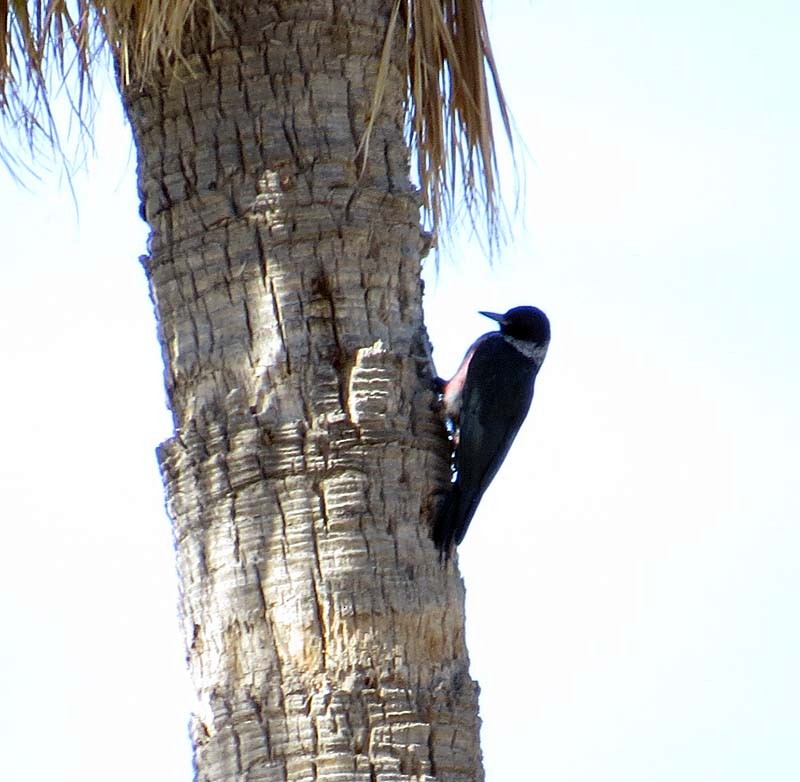 Lewis's Woodpecker - ML130551251