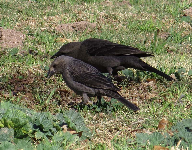 Bronzed Cowbird - ML130551261