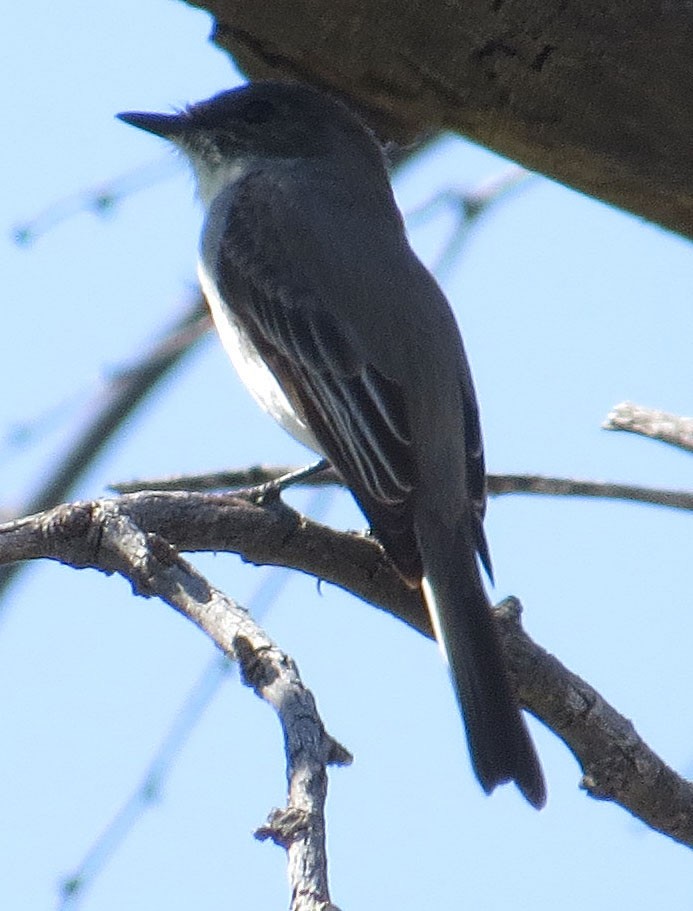 Eastern Phoebe - ML130551391