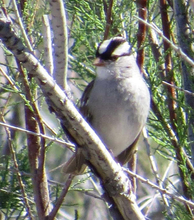 White-crowned Sparrow (oriantha) - ML130551431