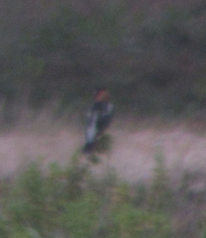 bobolink americký - ML130551621