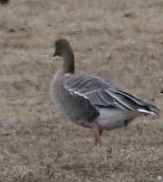 Pink-footed Goose - ML130552361