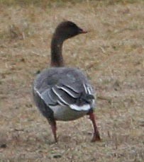 Pink-footed Goose - ML130552371