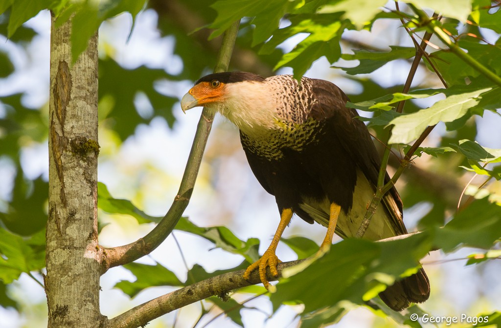 Caracara huppé (cheriway) - ML130553661