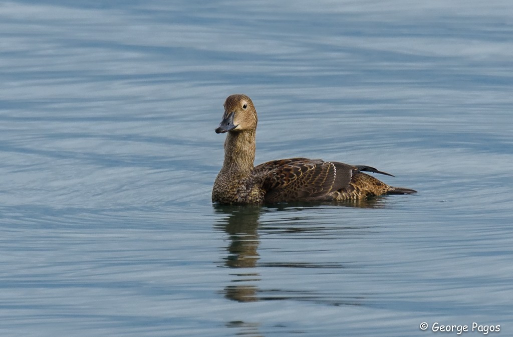 Eider à tête grise - ML130553721