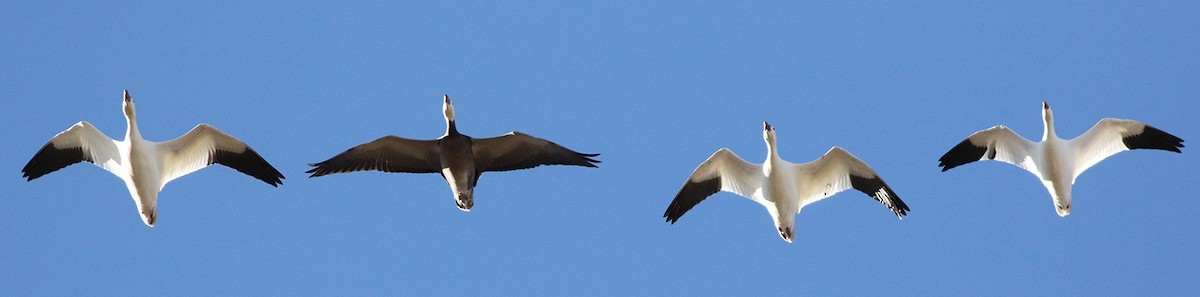 Ross's Goose - ML130553851