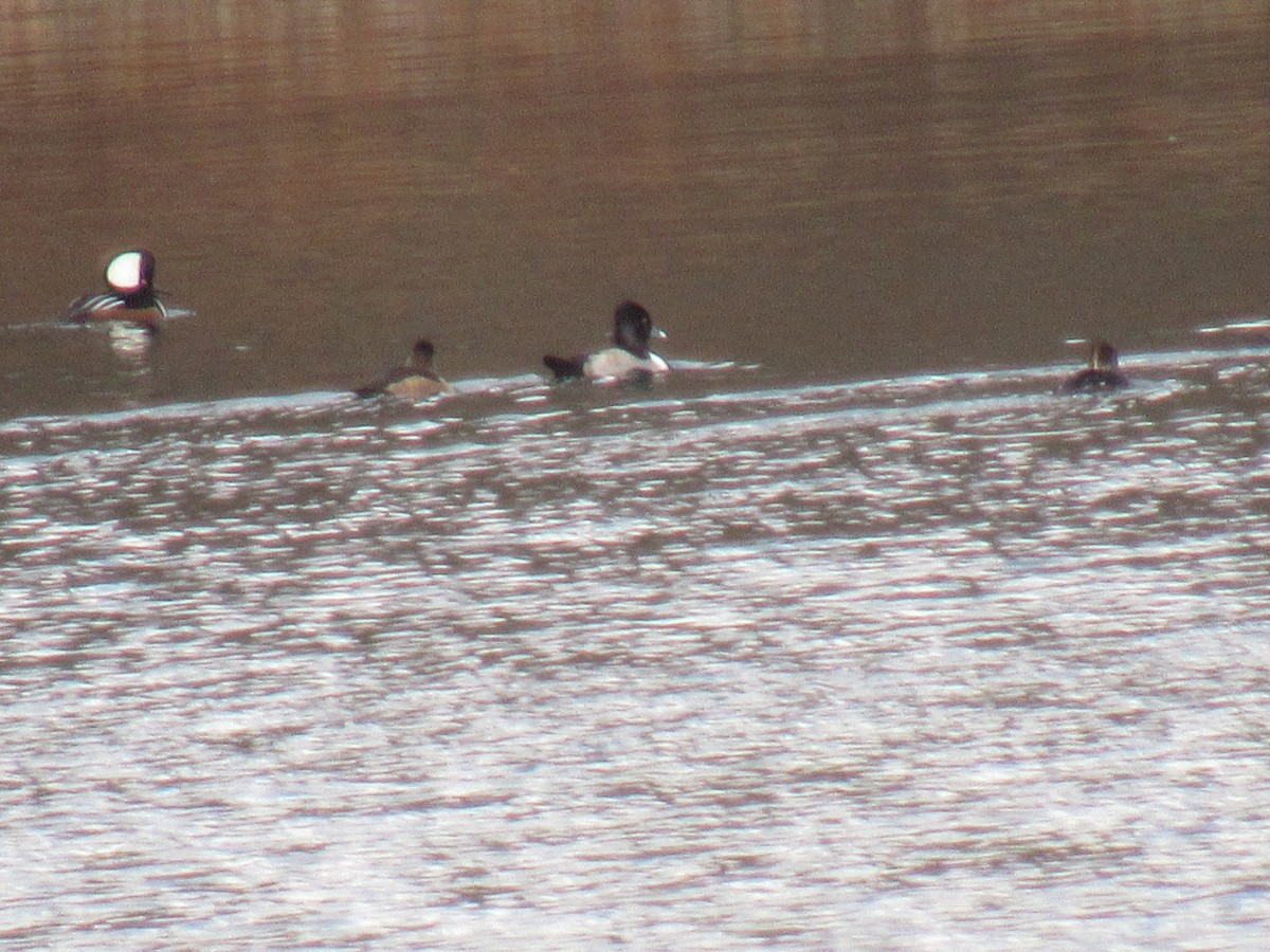 Ring-necked Duck - John Coyle