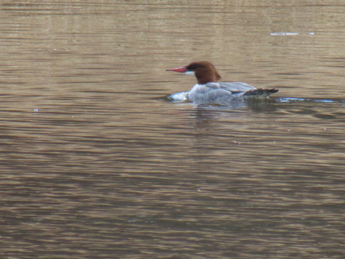 Gänsesäger - ML130555121