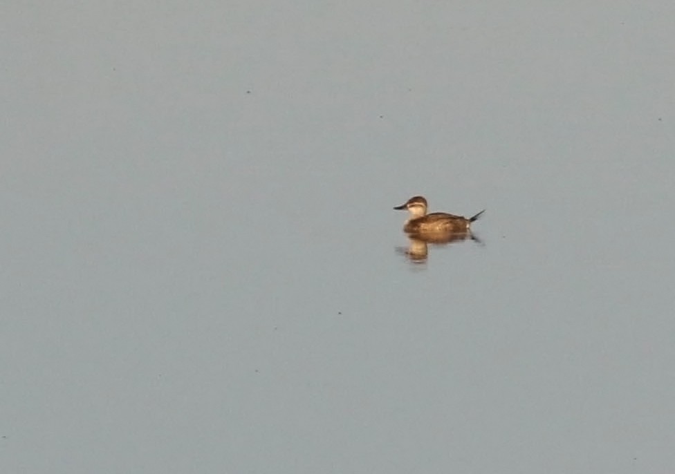 Ahate herdoiltsua - ML130555961