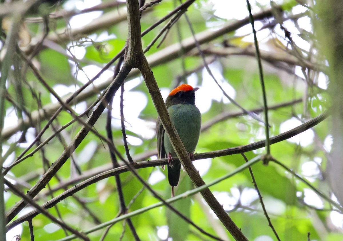 Swallow-tailed Manakin - Lance Runion 🦤