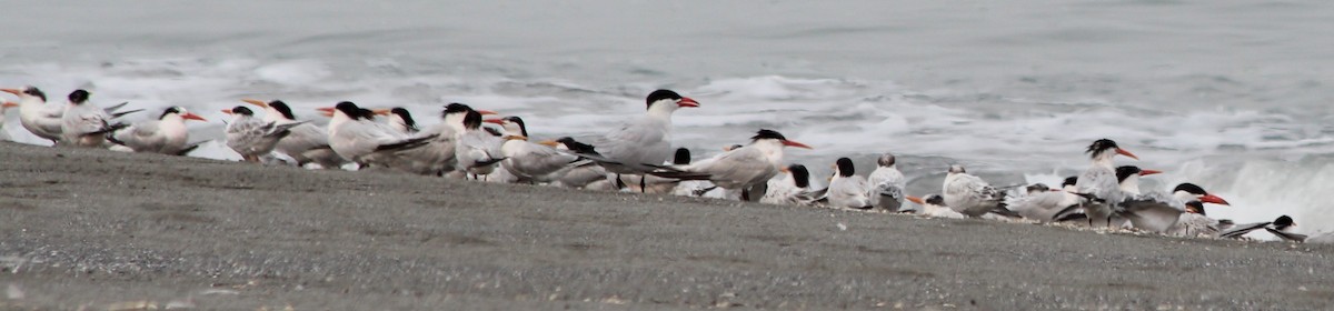 Elegant Tern - ML130558281