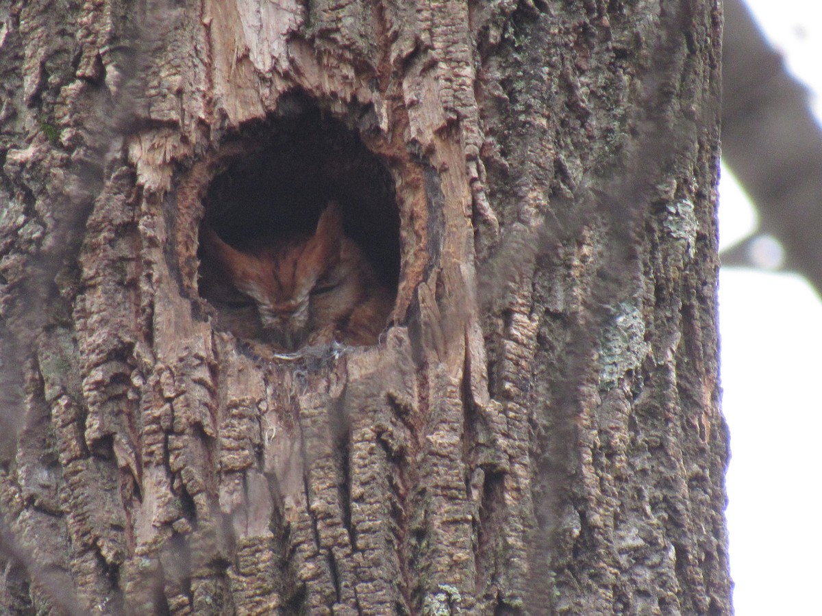 Eastern Screech-Owl - John Coyle