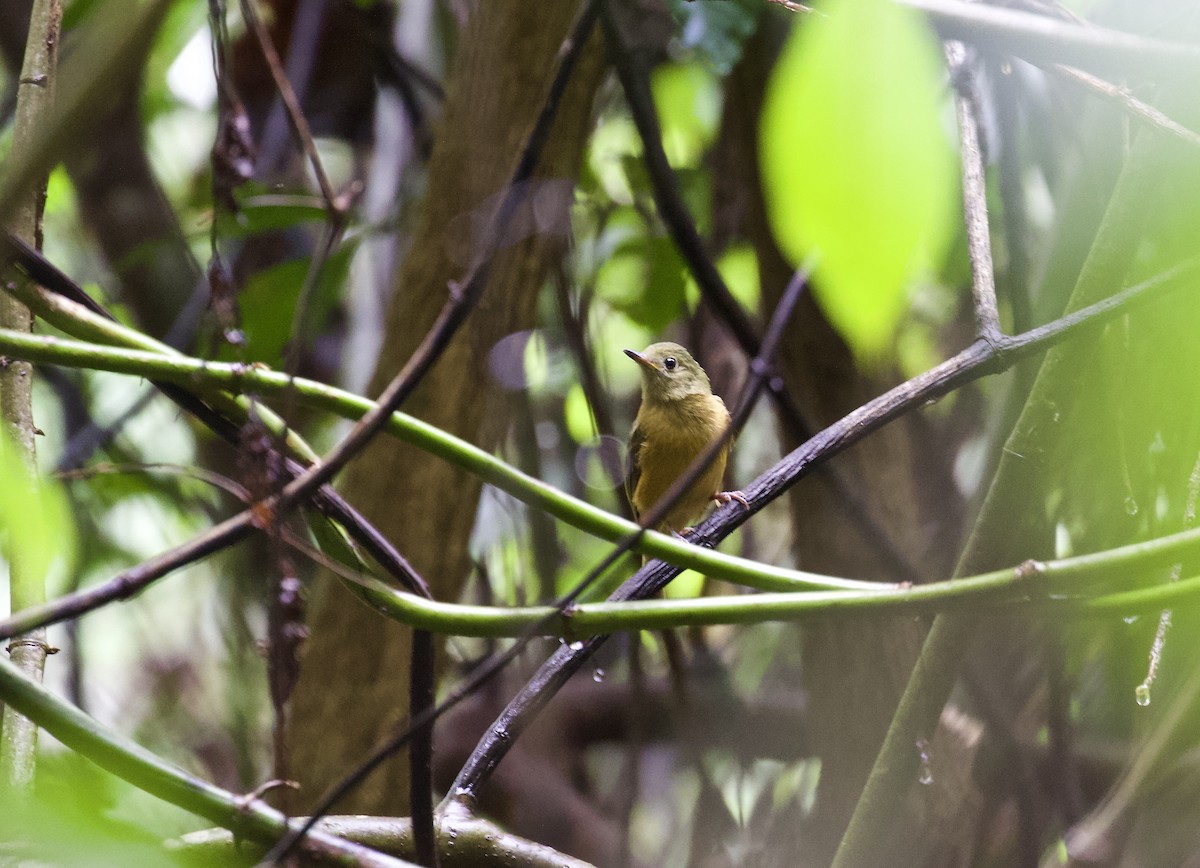 Ochre-bellied Flycatcher - Lance Runion 🦤