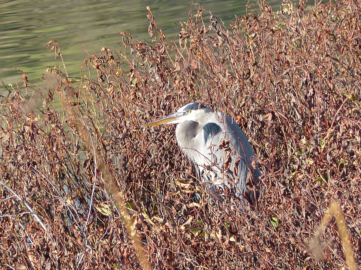 Great Blue Heron - ML130559861