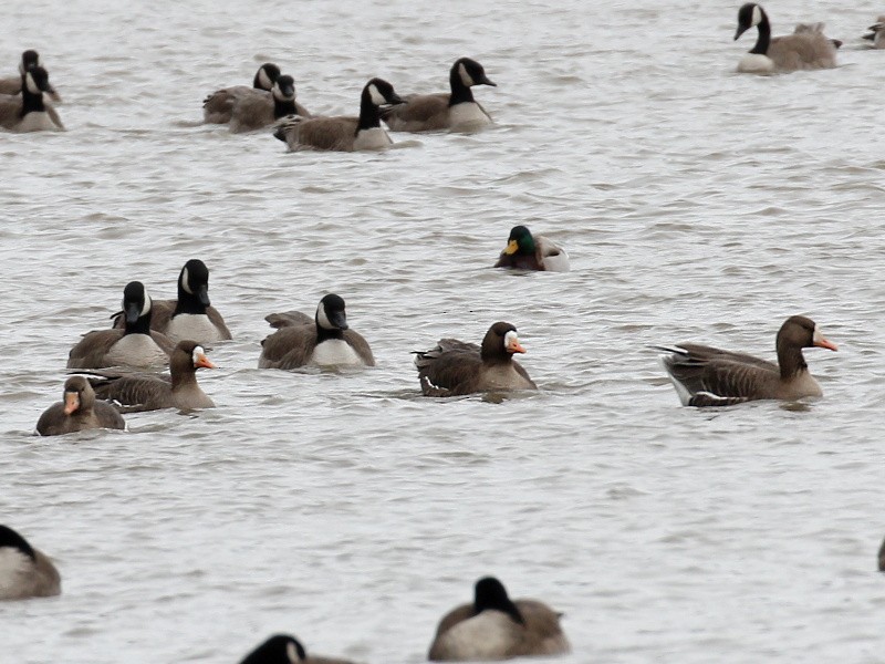 Greater White-fronted Goose - Vitalii Khustochka