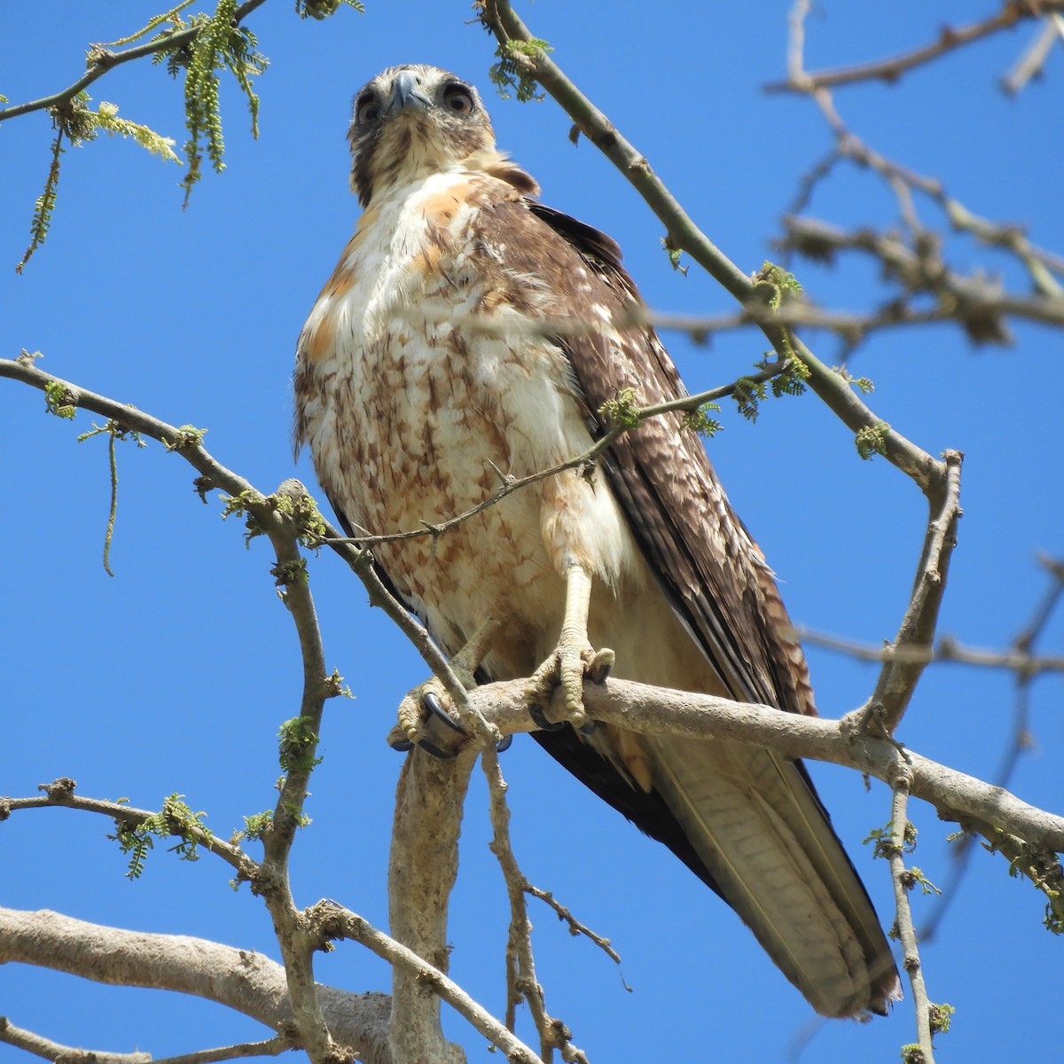 Variable Hawk - ML130564821