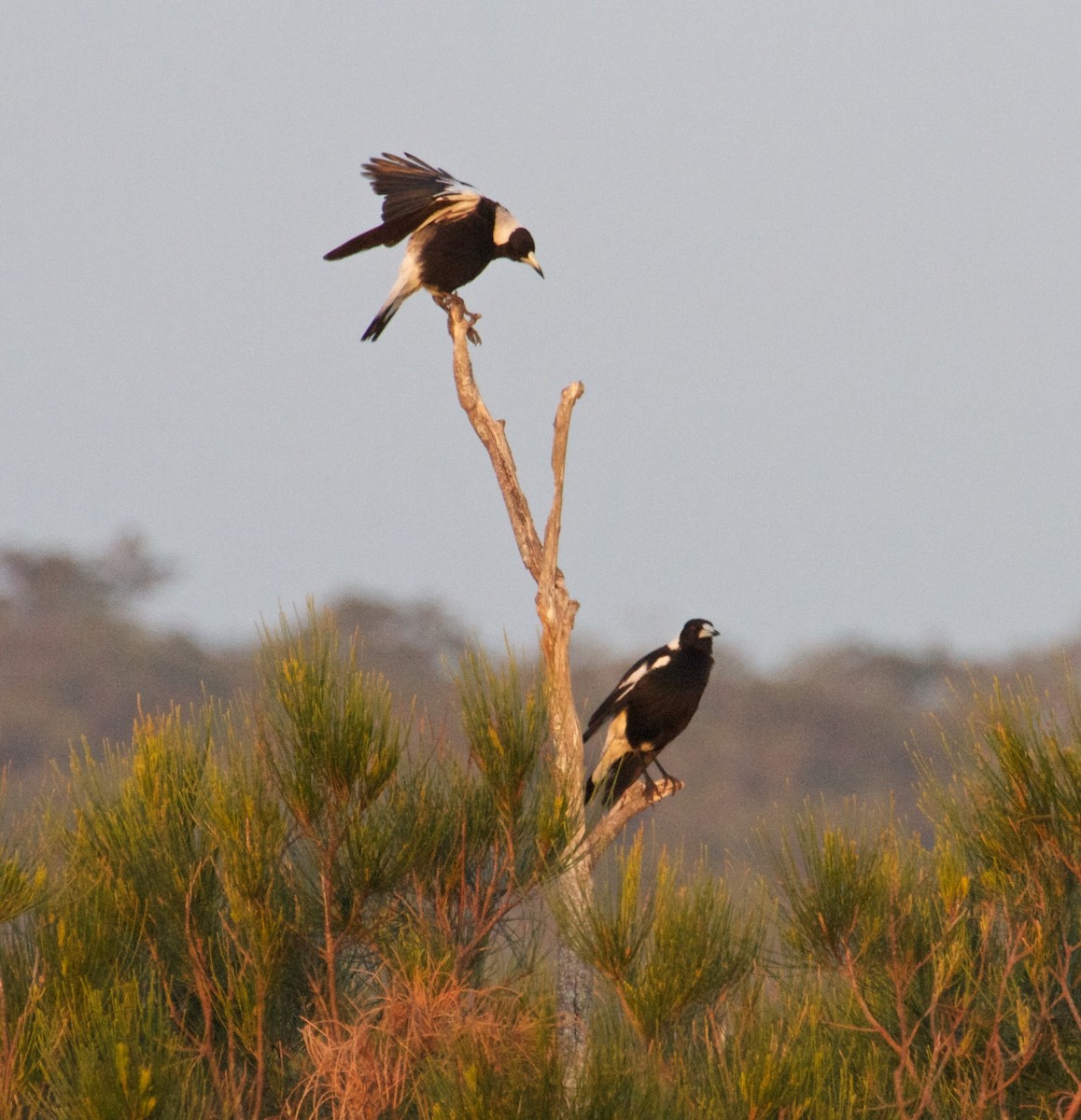 Australian Magpie - ML130565051